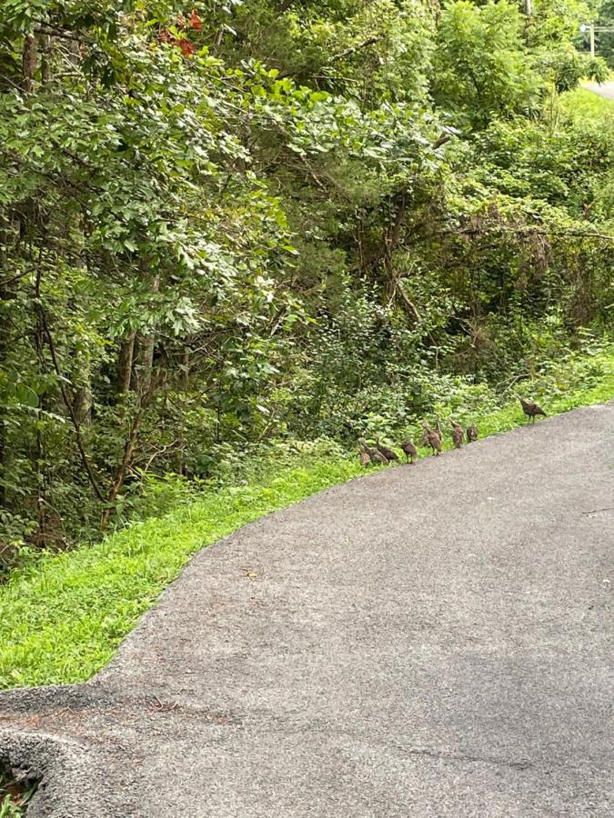 Villa Bear Doodle Sevierville Exterior foto